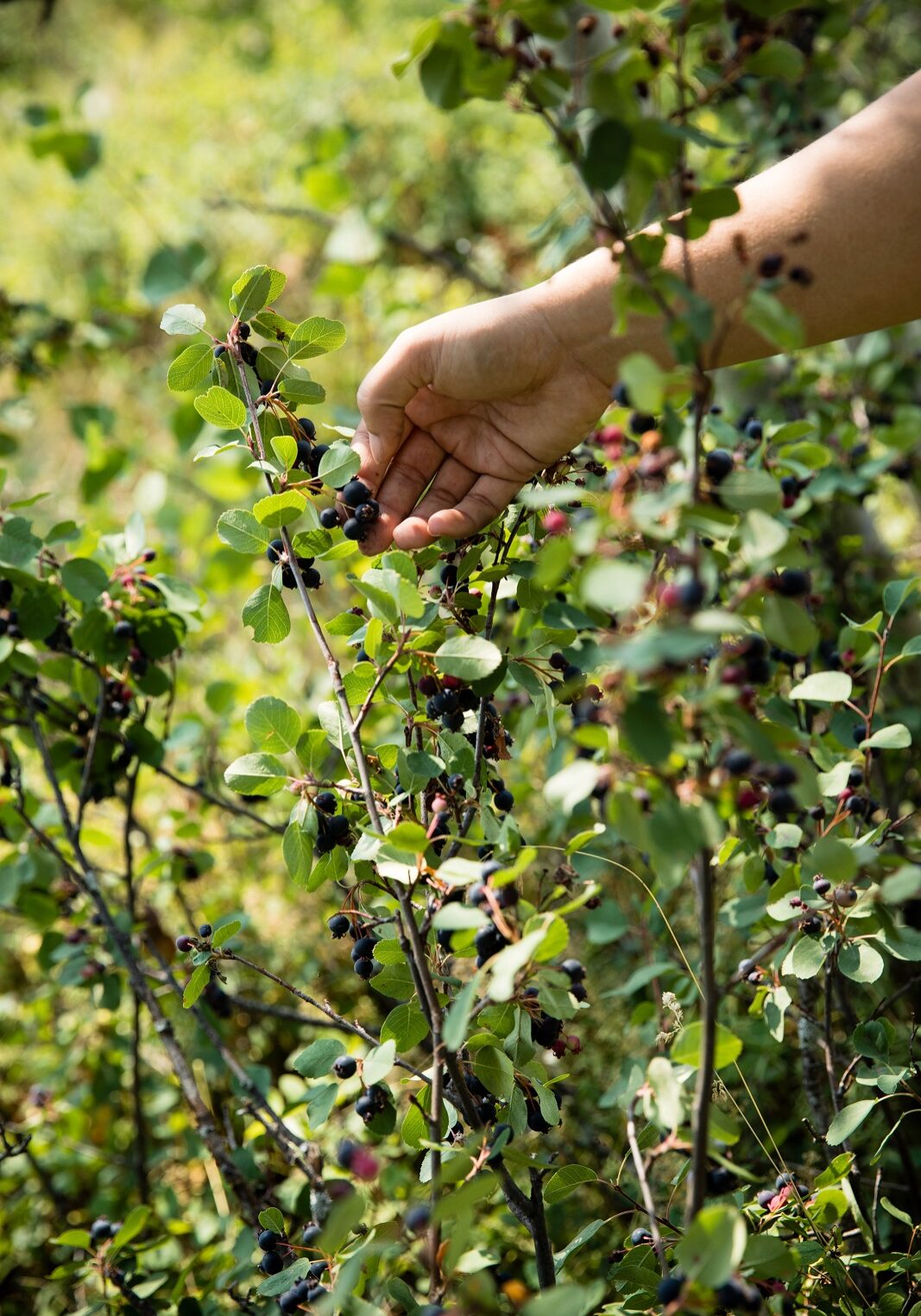 Picking Saskatoon Berries ©Rebecca Drobis
Grown Up West
www.grownupwest.com